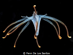 Larval tube anemone by Penn De Los Santos 